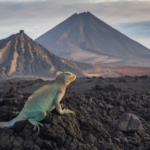 Exploring the Enchanting Galapagos Islands